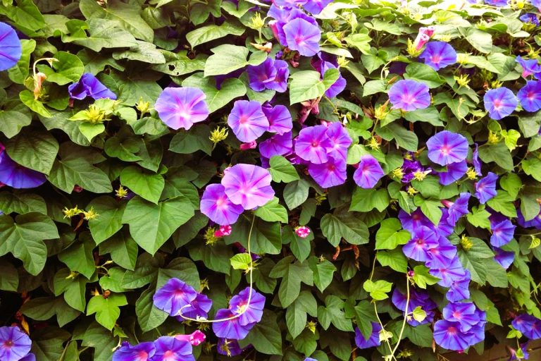  Après l&rsquo;arbre, les fleurs !